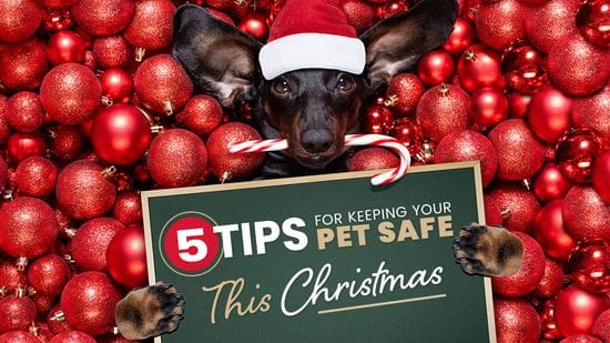 5 Tips For Keeping Your Pet Safe This Christmas